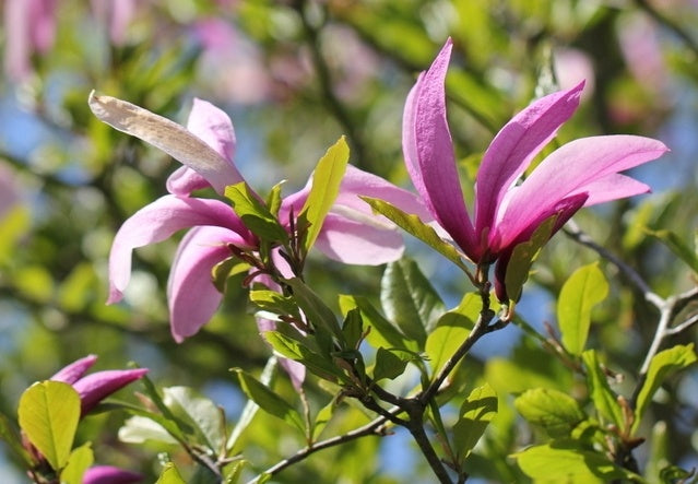 Oorsprong Naam Lilii flora!