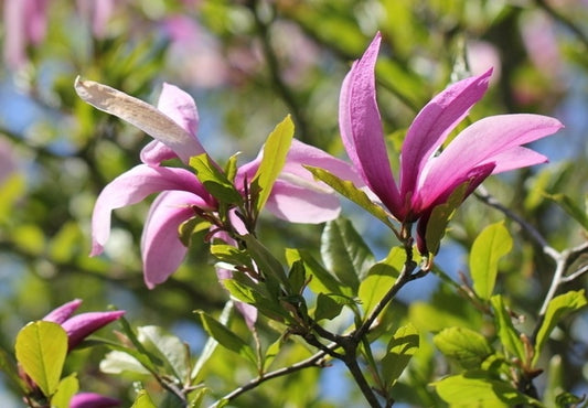 Oorsprong Naam Lilii flora!